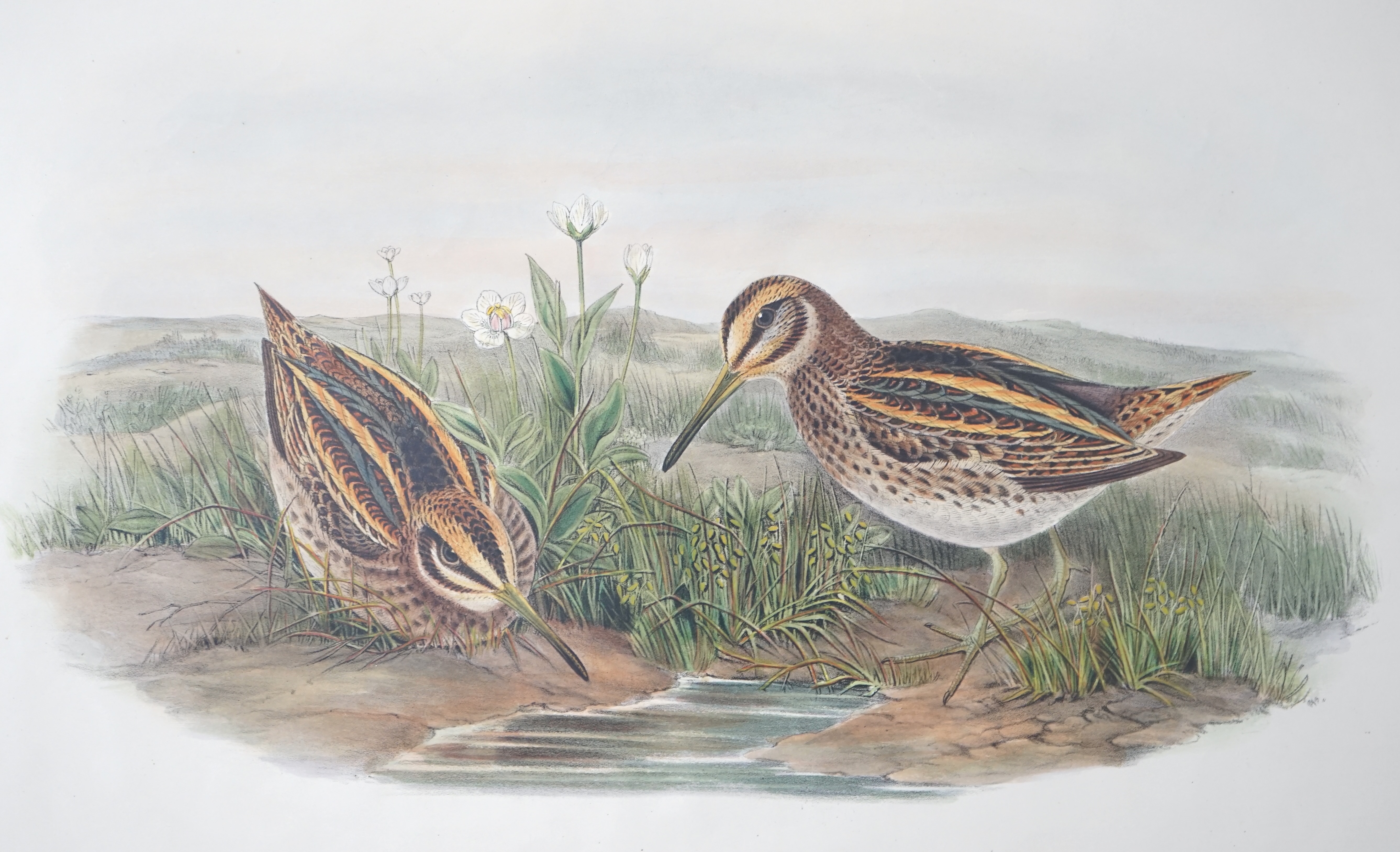 Walter & Cohn after Wolf and Richter (John Gould), 24 hand coloured lithographs from Gould's Birds of Great Britain, lithographs with hand-colouring on wove paper, 55 x 36cm, unframed and unmounted